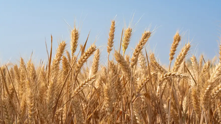 SAFE Food Europe upozorava: „NGT su i dalje GMO-i“ – traži se veća transparentnost za potrošače